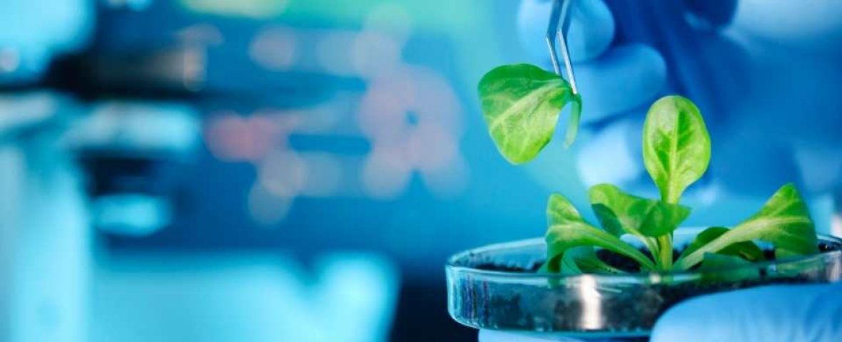 super-biocompuesto-plantas-resistan-la-sequia-y-salinidad